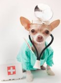 Dežurna Veterinarska ambulanta Caninus medic Voždovac